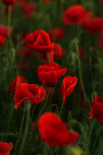 Fiori Papaveri Rossi Fioriscono Sul Campo Selvatico Bellissimi Papaveri Rossi — Foto Stock