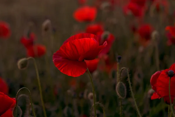 無人の野の花が赤いケシ 選択的なフォーカスを持つ美しいフィールド赤いケシ 柔らかな光で赤いケシの花 赤いケシの空き地 調子を整えます 暗い低いキーで創造的な処理 — ストック写真