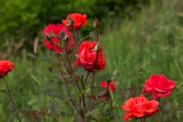 Rosa Colorida Hermosa Delicada Jardín Verano Arreglo Floral Una Rosa — Foto de Stock