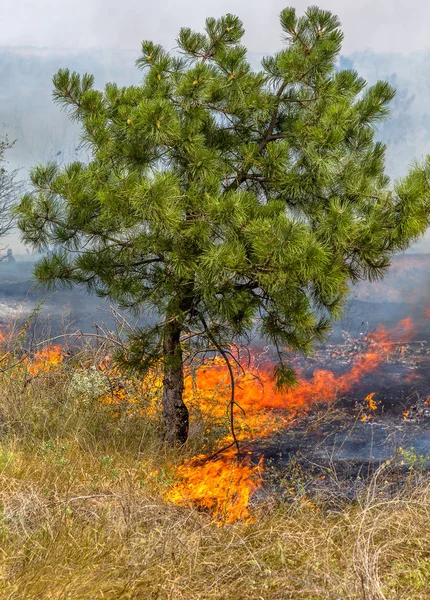 Forest Fires Wind Dry Completely Destroy Forest Steppe Severe Drought — Stock Photo, Image