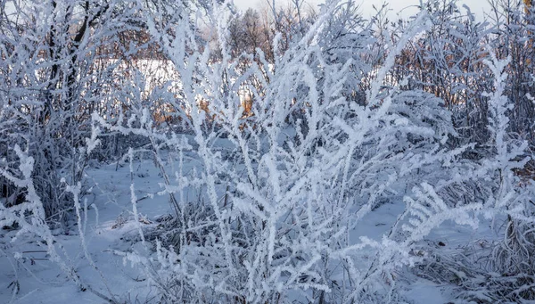Красиві Зимових Краєвид Сцени Фон Дотепністю Сніг Накривав Дерев Льоду — стокове фото
