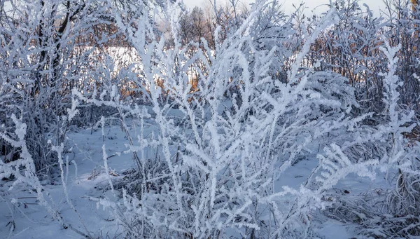 Beau Paysage Hiver Scène Arrière Plan Avec Neige Couvert Arbres — Photo