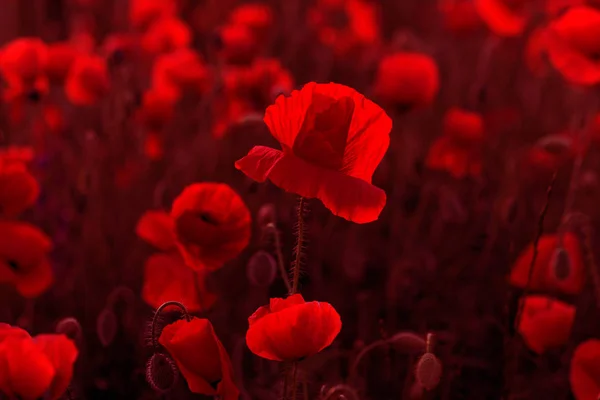 無人の野の花が赤いケシ 選択的なフォーカスを持つ美しいフィールド赤いケシ 柔らかな光で赤いケシの花 赤いケシの空き地 調子を整えます 暗い低いキーで創造的な処理 — ストック写真