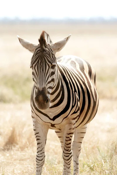 Pâturage Zèbre Sur Les Pâturages Vivo Safari Dans Désert National — Photo