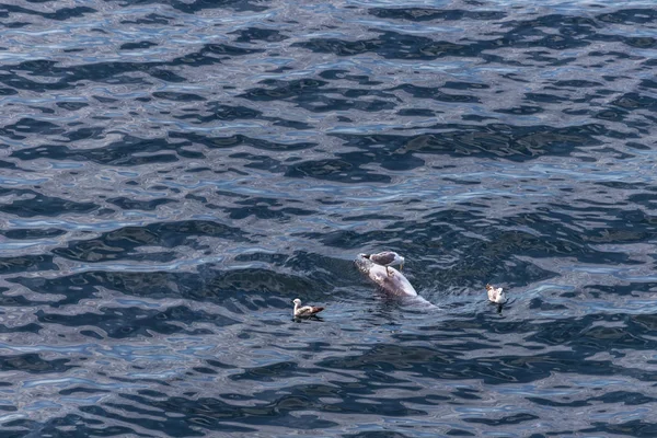 死海イルカ食べるカモメ イルカは 海の密猟者の漁網で死にます 人間の介入から野生動物の損失 カモメは海で死んだイルカでつつきます 黒海の大自然 — ストック写真