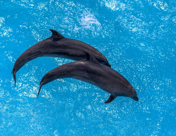 晴れた日に青いプール水に笑みを浮かべて喜んで美しいイルカ — ストック写真