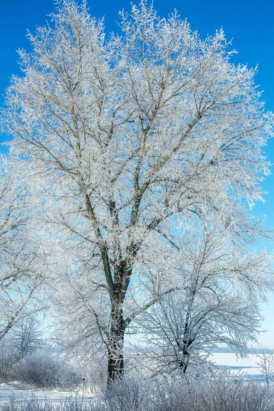 美丽的冬季风景场景背景是雪覆盖的树木和冰河 美丽阳光明媚的冬季背景 雪林中的霜冻树木 在阳光下宁静的冬日自然 — 图库照片