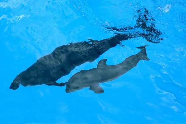 Dolphin Matka Delfínek Plave Bazénu Dítě Baví Vodě Mnoho Zábavy — Stock fotografie