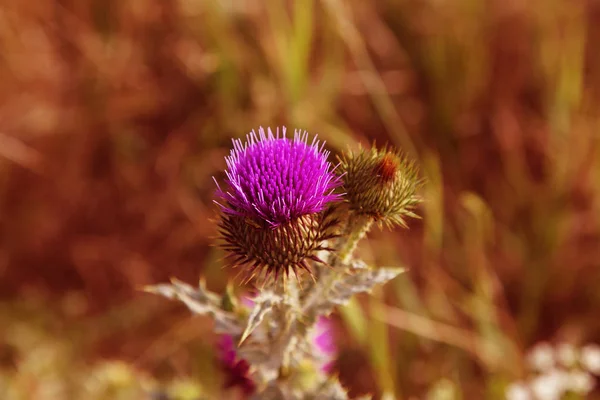 Blessed flowers of milk thistle, close-up. Milk thistle, Milk thistle, Marie Scottish thistle, Mary Thistle, Marian Cardus. Milk thistle flowers toned in a fashionable color tone treatment