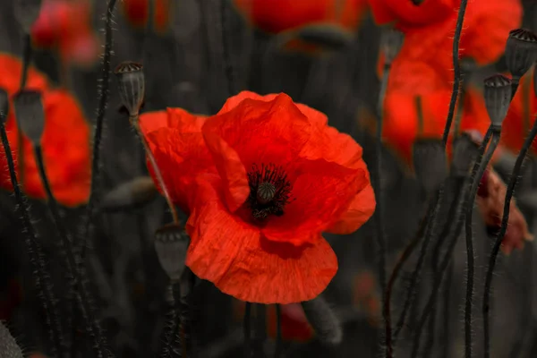 Fleurs Coquelicot Rouge Fleurit Sur Champ Sauvage Beau Champ Coquelicots — Photo