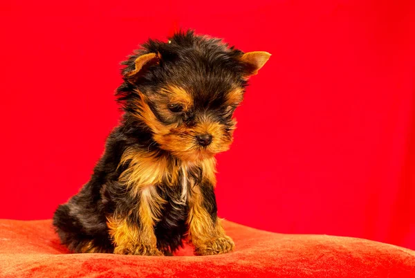 Yorkirsky Terrier Estudio Sobre Fondo Negro Encantador Con Hermoso Pelo —  Fotos de Stock