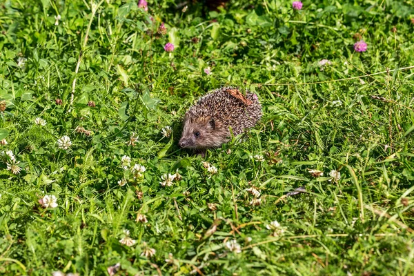 Young Hedgehog Green Grass Natural Habitat — Stock Photo, Image