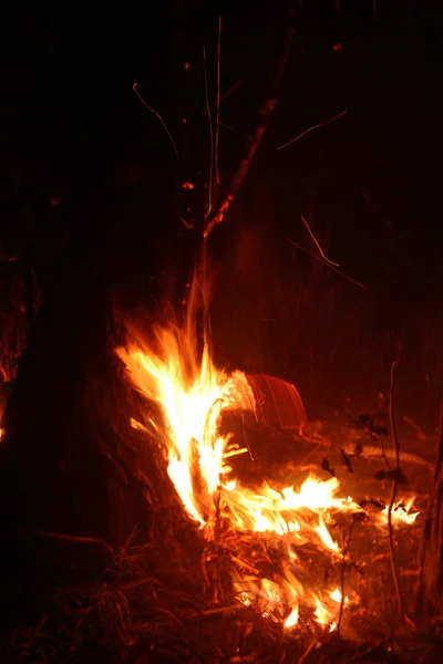 Fuego Forestal Árbol Caído Quema Suelo Mucho Humo Cuando Vildfire —  Fotos de Stock