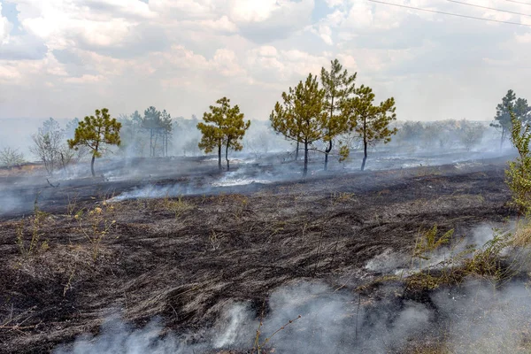 Forest Fires Wind Dry Completely Destroy Forest Steppe Severe Drought — Stock Photo, Image