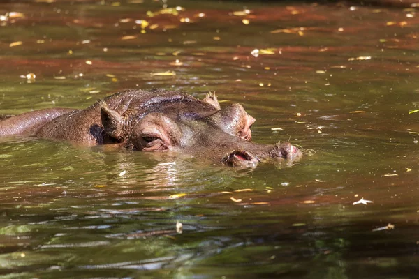 Behemoth Complètement Baigné Dans Rivière Niveau Eau Par Une Chaude — Photo