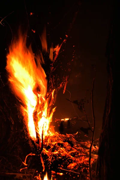 Лесной Огонь Упавшее Дерево Сжигается Земле Много Дыма Пожаре Огонь — стоковое фото