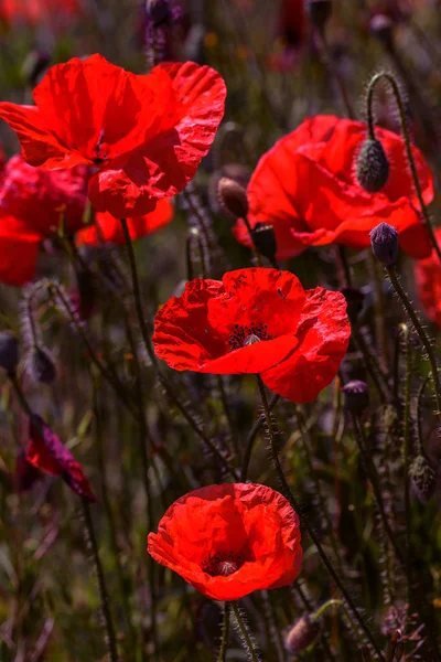 Röd Vallmo Blommor Våren Fältet Ljusa Soliga Dag — Stockfoto