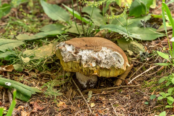 Setas Comestibles Boletus Follaje Del Bosque Sol Otoño Regalos Comestibles —  Fotos de Stock