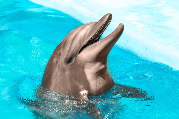 Feliz Lindo Golfinho Sorrindo Uma Água Azul Piscina Dia Ensolarado — Fotografia de Stock