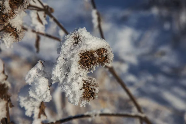 Hermoso Paisaje Invierno Escena Fondo Ingenio Árboles Cubiertos Nieve Río — Foto de Stock