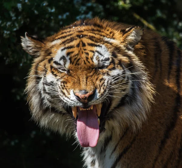 Tigre Amour Sibérien Dans Enceinte Zoo Beaux Animaux Sauvages Captivité — Photo