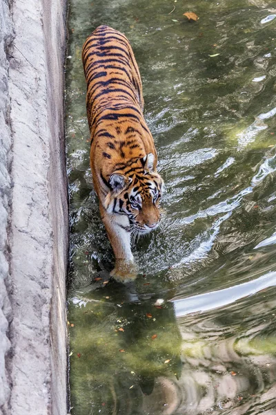 Usuri Bengal Tiger Einem Käfig Zoo Schuf Natürlichen Lebensraum Wilde — Stockfoto