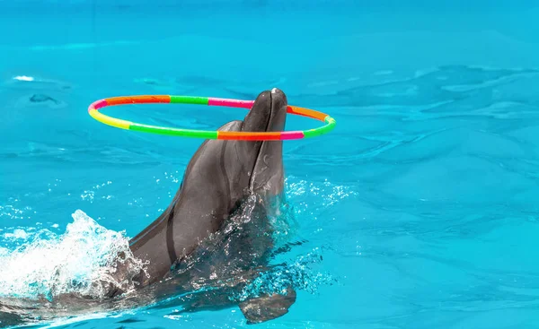 高兴美丽的海豚在蓝色的海水 在阳光灿烂的日子麻花体操圈表示他鼻子上的游泳池里 — 图库照片