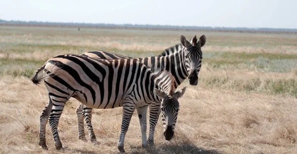 Pâturage Zèbre Sur Les Pâturages Vivo Safari Dans Désert National — Photo