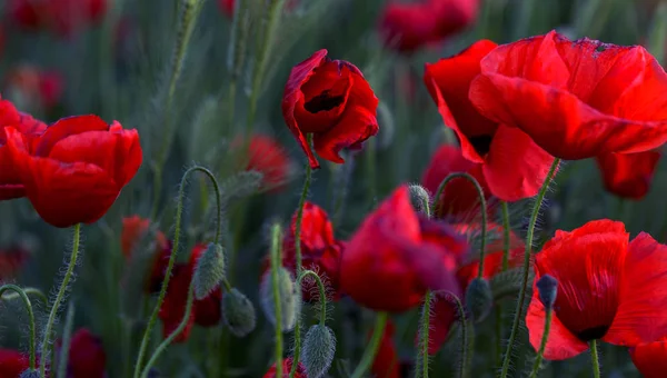 Blüht Roter Mohn Auf Wildem Feld Schöne Rote Feldmohn Mit — Stockfoto