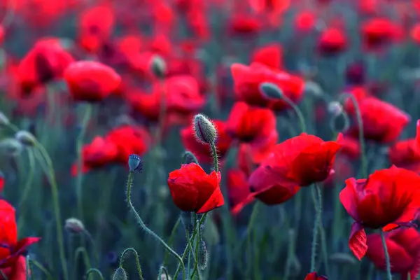 Flores Las Amapolas Rojas Florecen Campo Salvaje Hermosas Amapolas Rojas — Foto de Stock