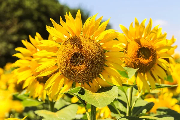 Amarelo Brilhante Girassol Laranja Campo Bela Paisagem Rural Campo Girassol — Fotografia de Stock