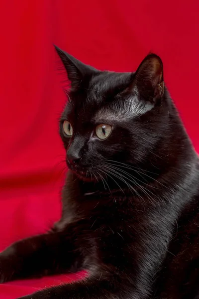 Черная Кошка Студии Желто Красном Фоне Различных Позах Пушистая Черная — стоковое фото