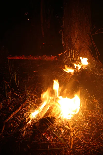 森林大火 Vildfire 倒下的树被地面上的烟雾烧毁了 火毁坏一切只留下烧焦的树和阿什 森林燃烧是天灾 森林火灾的可视化 — 图库照片