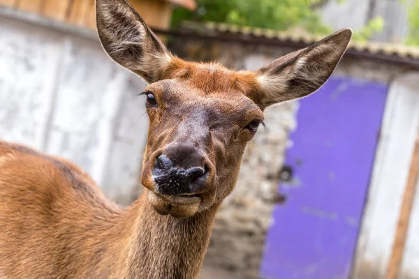 Deer hunting in the paddock on a farm being treated. Family of deer in the spacious aviary zoo