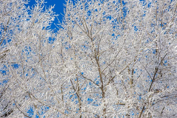 Mooie Winter Landschap Scène Achtergrond Wit Sneeuw Bedekt Bomen Ijs — Stockfoto