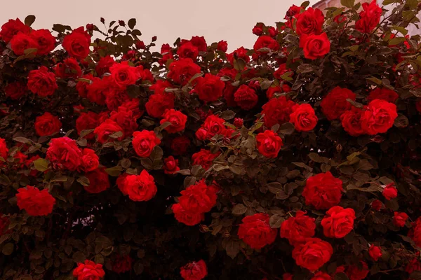 Hermosas Rosas Frescas Naturaleza Fondo Natural Gran Inflorescencia Rosas Arbusto —  Fotos de Stock