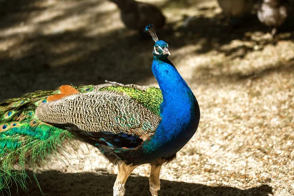 Portrait Beautiful Peacock Feathers Beautiful Indian Peacock Bright Feathers Tail — Stock Photo, Image