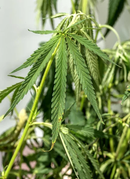 Grüne Blätter Von Marihuana Den Zweigen Des Pflanzenstammes Hanf Betäubungspflanzen — Stockfoto