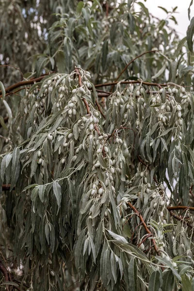 Fruta Azeitona Não Comestível Insípida Selvagem Uma Oliveira Detalhes Azeitonas — Fotografia de Stock