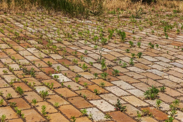 Texture Old Sidewalk Paving Slab Signs Wear Cracks Wear Green — Stock Photo, Image