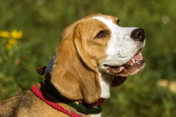 A small dog beagle puppy is sitting on the grass of the park. Portrait of a head of a charming cute beagle puppy on a grass background in a hot sunny day