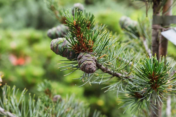 Noel Ağacı Çiftliğindeki Kozalaklı Ağaçta Çam Kozalağı Köknar Konisi Yakın — Stok fotoğraf