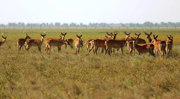 Una Manada Ciervos Manchados Una Estepa Salvaje Ciervo Cervus Nippon —  Fotos de Stock