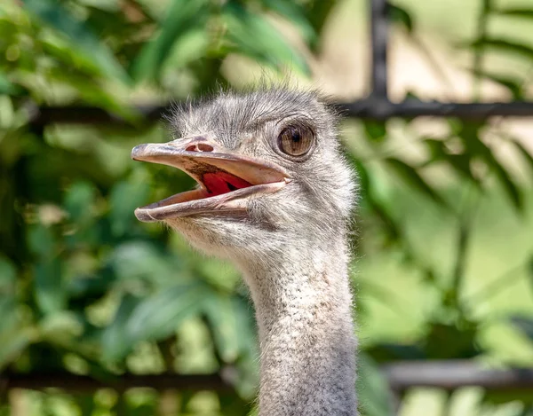 Testa Struzzo Vicino Struzzo Struzzo Tipo Una Due Specie Grandi — Foto Stock