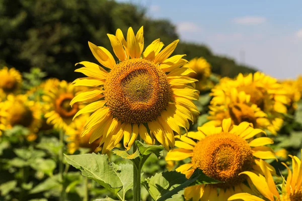 Amarelo Brilhante Girassol Laranja Campo Bela Paisagem Rural Campo Girassol — Fotografia de Stock