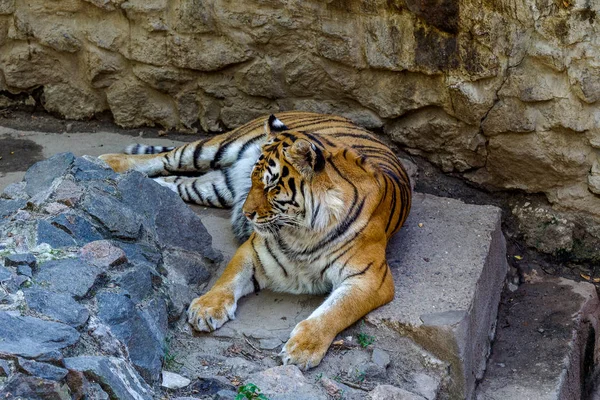 Бенгальский Тигр Отдыхает Каменном Склоне Яркий Солнечный День — стоковое фото