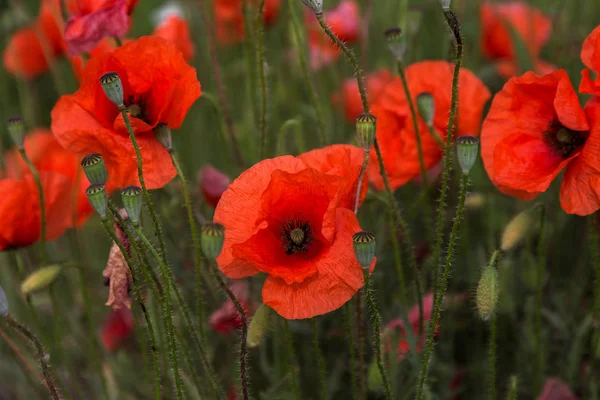 Flowers Red Poppies Bloom Wild Field Beautiful Field Red Poppies — Stock Photo, Image