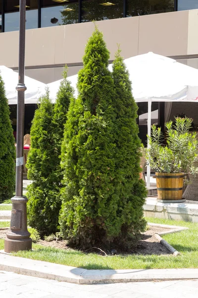 Beautifully trimmed and landscaped bushes, a green fence and front yard behind pedestrian sidewalk on an empty street. Landscape design. Trimming bush in design. Background of small plants on wall