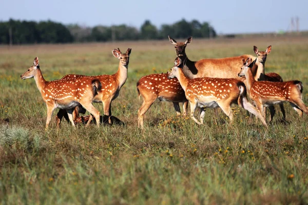 Bir Vahşi Doğa Bozkır Içinde Benekli Geyik Sürüsü Geyik Cervus — Stok fotoğraf