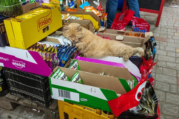 Odessa Ucrania Circa 2018 Gato Rojo Gordo Está Durmiendo Dulcemente — Foto de Stock